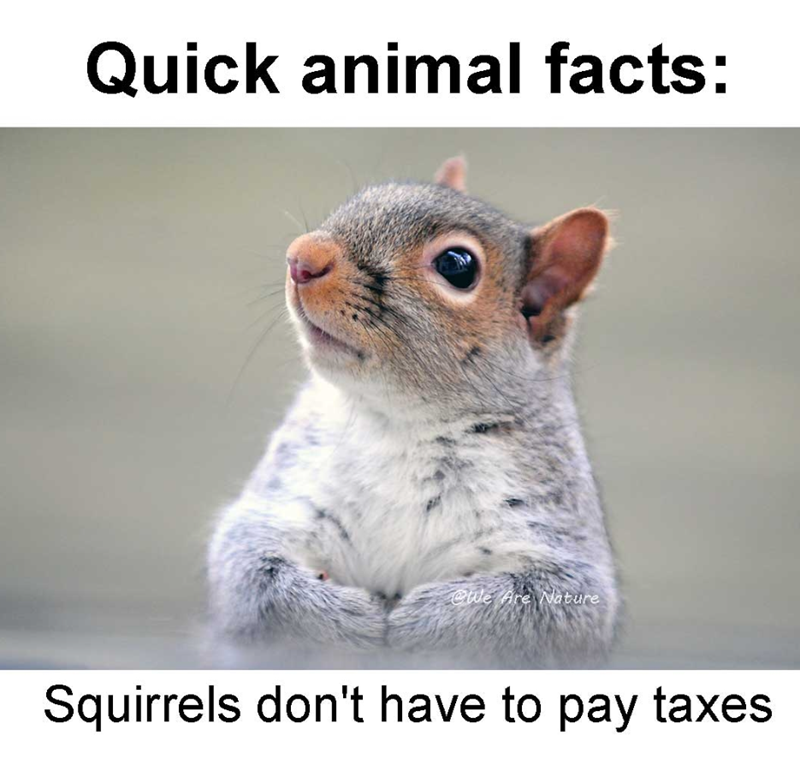 Quick animal facts: @We Are Nature Squirrels don't have to pay taxes