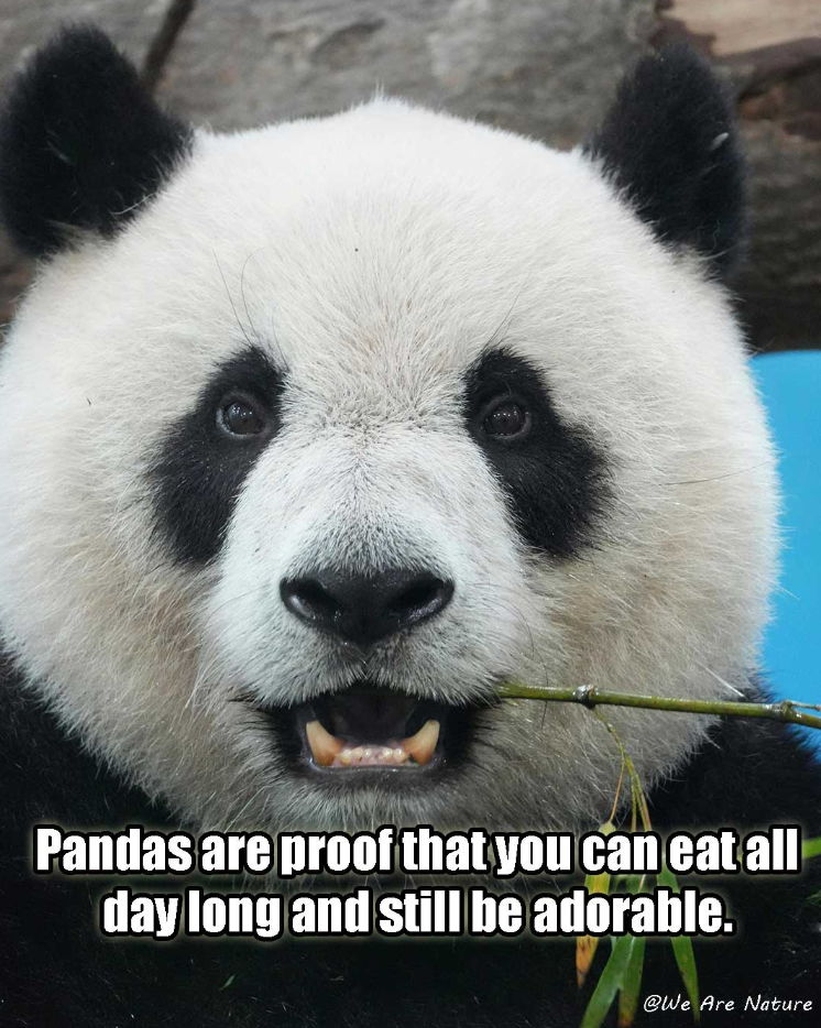 Pandas are proof that you can eat all day long and still be adorable. @We Are Nature