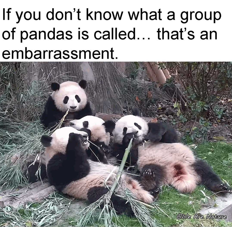 If you don't know what a group of pandas is called... that's an embarrassment. @We Are Nature