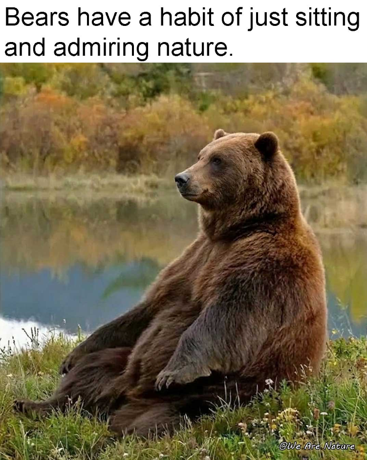 Bears have a habit of just sitting and admiring nature. @We Are Nature