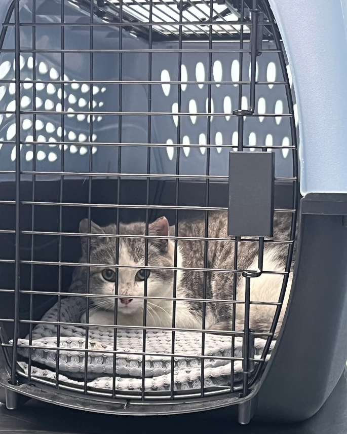 Cheezburger Image 10625698048