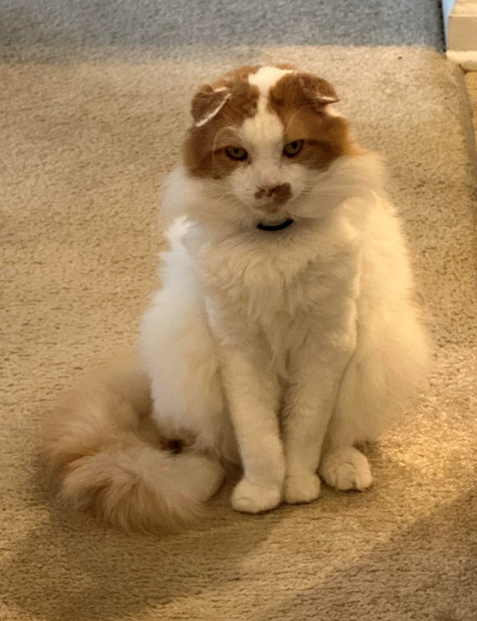 Cheezburger Image 10625700096