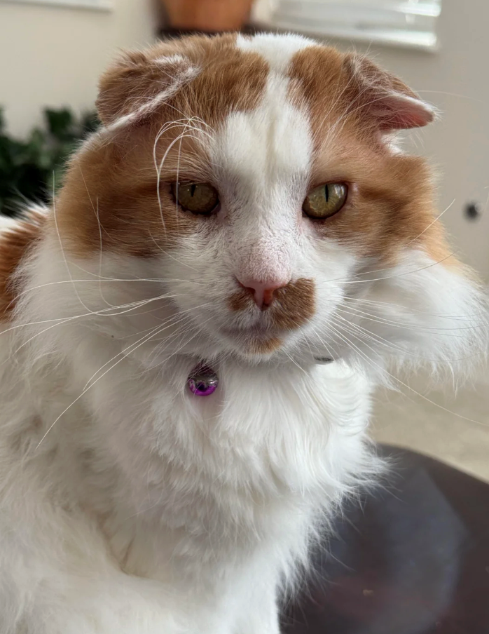 Cheezburger Image 10625700352