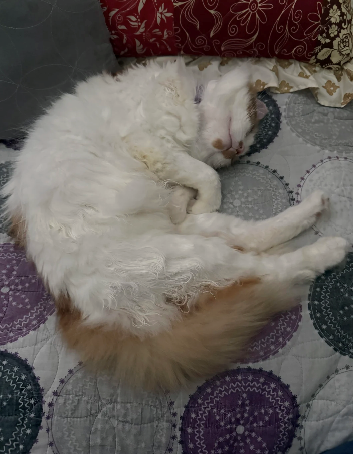 Cheezburger Image 10625700864