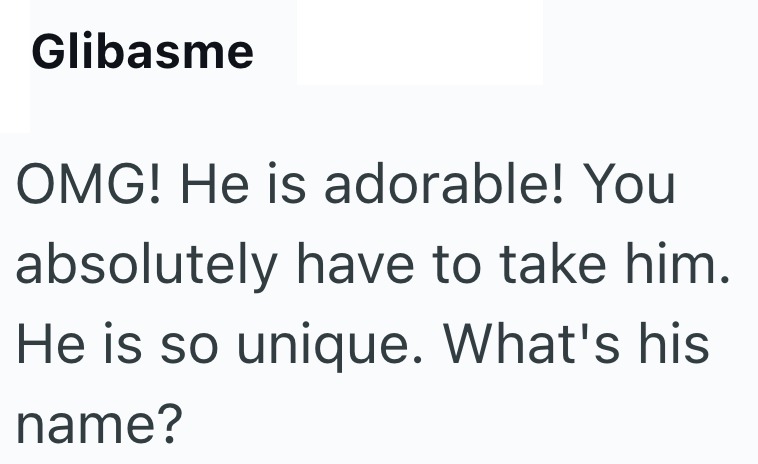 Glibasme OMG! He is adorable! You absolutely have to take him. He is so unique. What's his name?