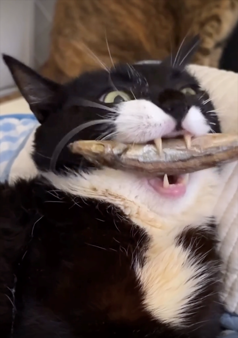 Cheezburger Image 10625708544