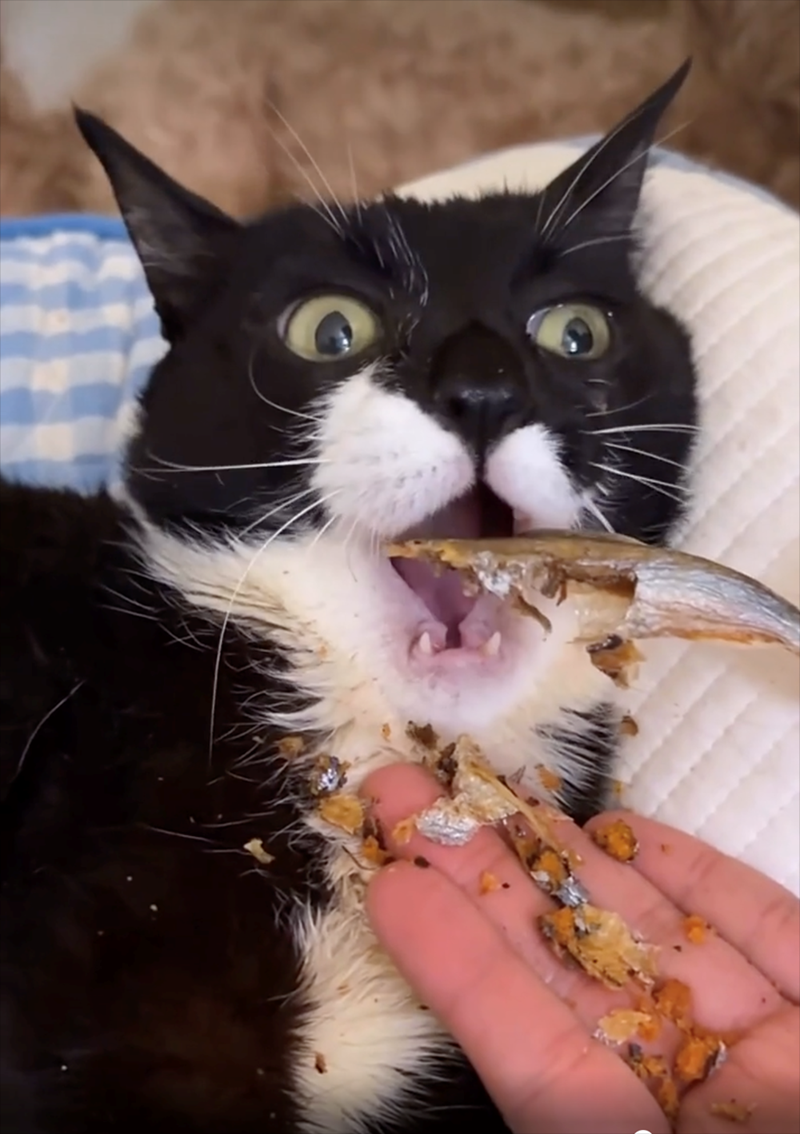 Cheezburger Image 10625708800