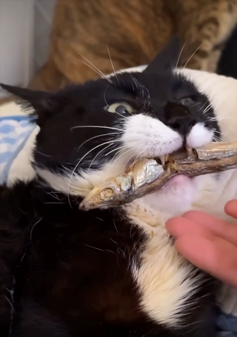 Cheezburger Image 10625709312