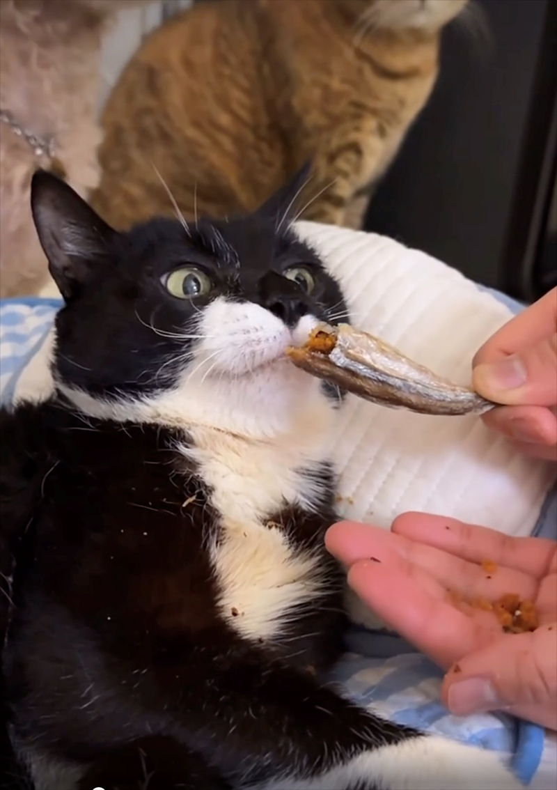 Cheezburger Image 10625709824