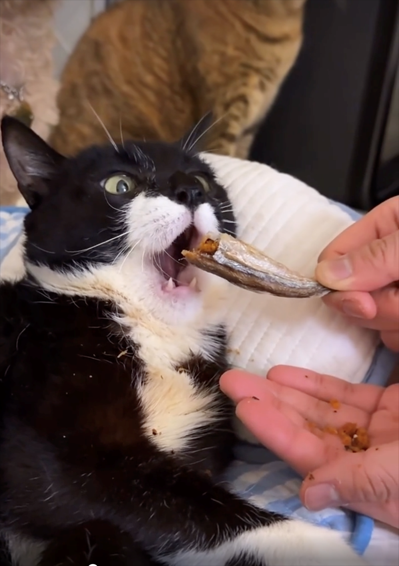 Cheezburger Image 10625710080