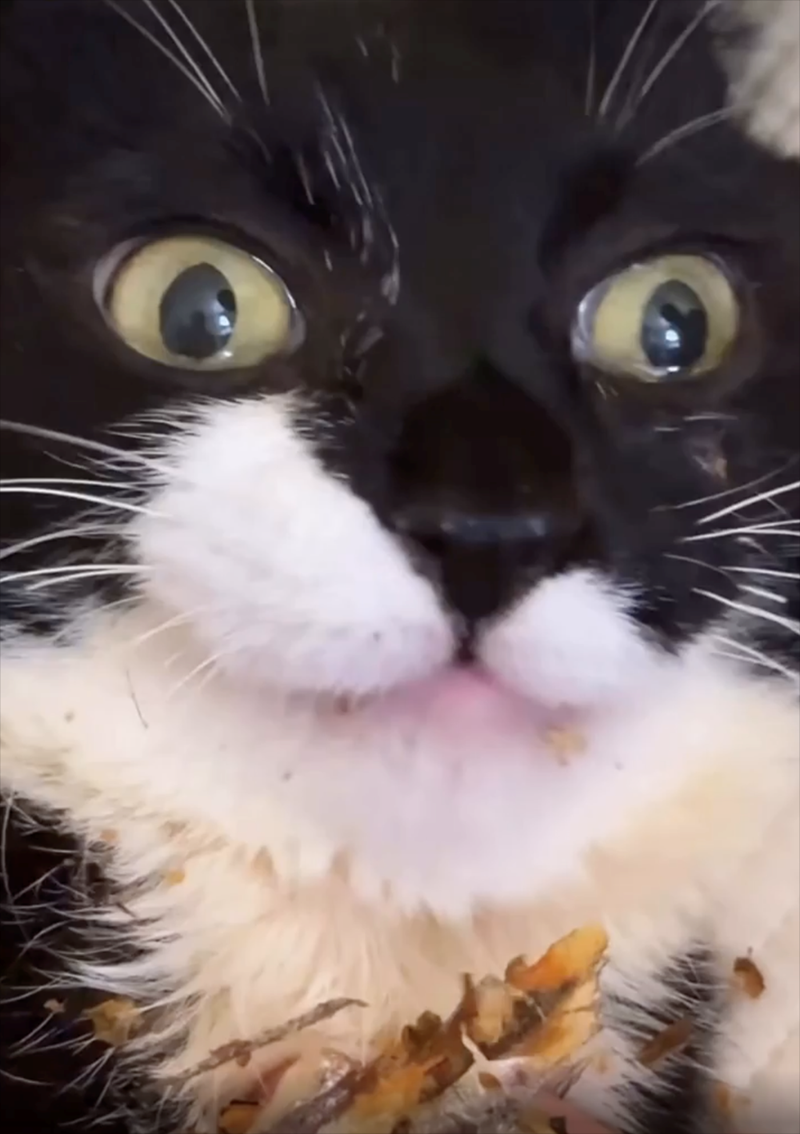 Cheezburger Image 10625710336