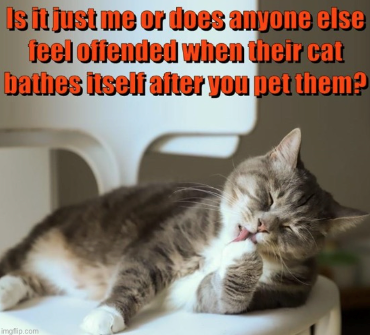 Is it just me or does anyone else feel offended when their cat bathes itself after you pet them? imgflip.com