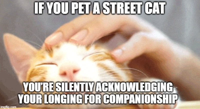 IF YOU PET A STREET CAT imgflip.com YOU'RE SILENTLY ACKNOWLEDGING YOUR LONGING FOR COMPANIONSHIP