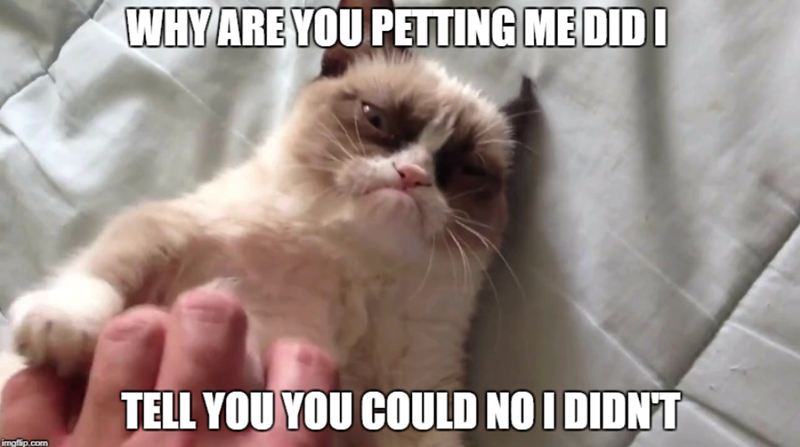 WHY ARE YOU PETTING ME DID I imgflip.com TELL YOU YOU COULD NO I DIDN'T