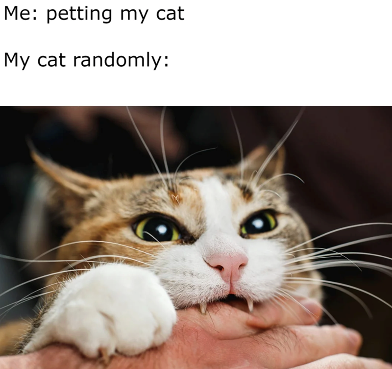 Me: petting my cat My cat randomly: