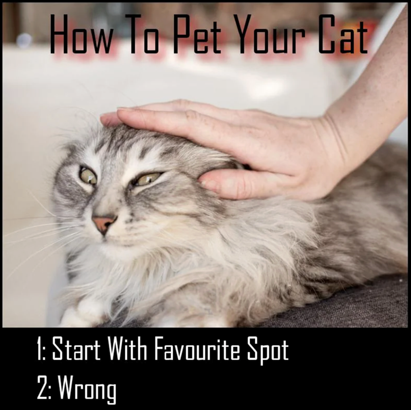 How To Pet Your Cat 1: Start With Favourite Spot 2: Wrong