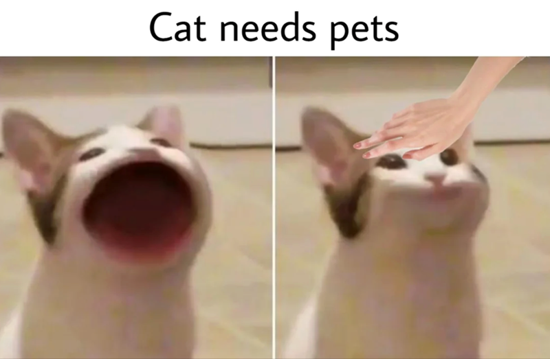 Cat needs pets