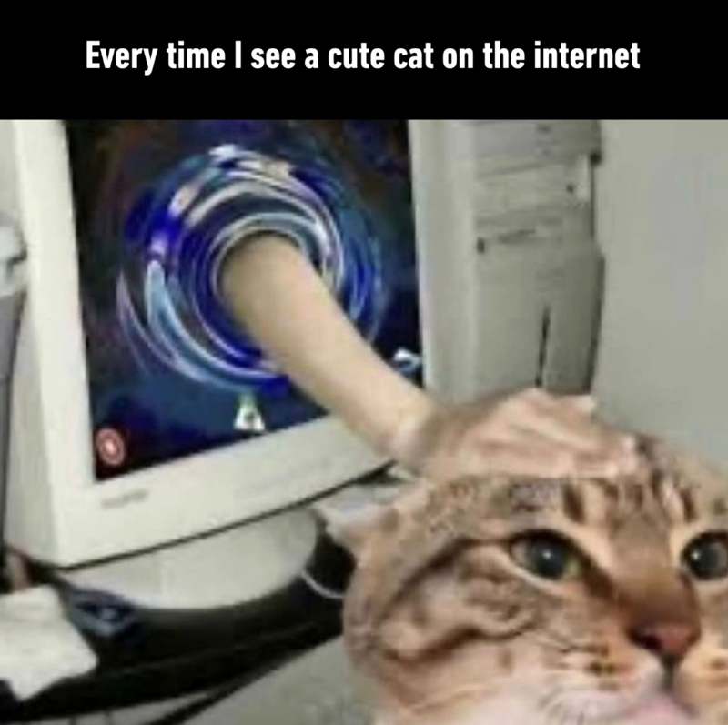 Every time I see a cute cat on the internet