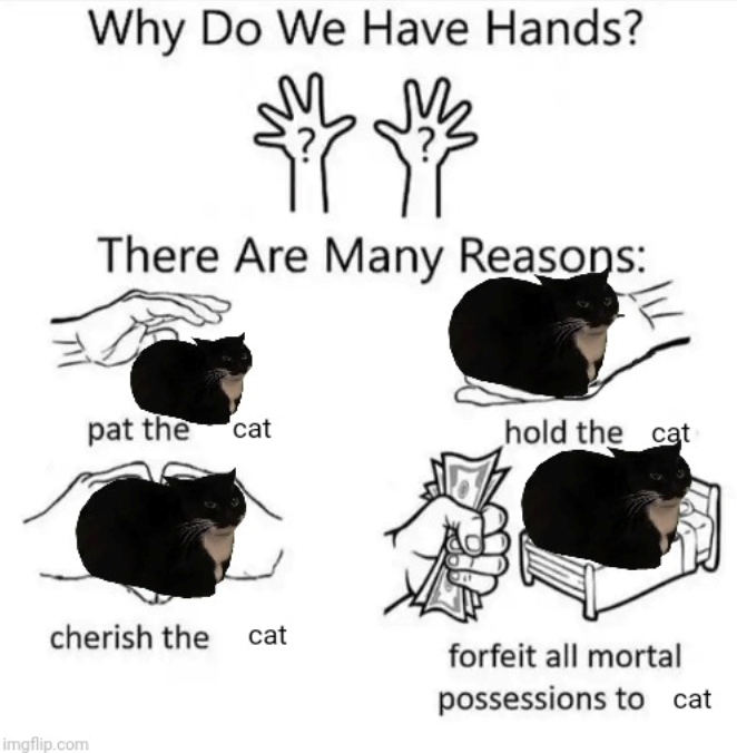 Why Do We Have Hands? ནི There Are Many Reasons: pat the cat hold the cat cherish the cat forfeit all mortal possessions to cat imgflip.com