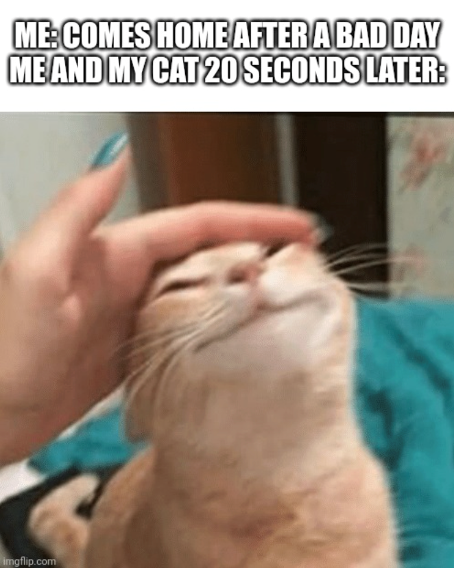ME: COMES HOME AFTER A BAD DAY ME AND MY CAT 20 SECONDS LATER: imgflip.com