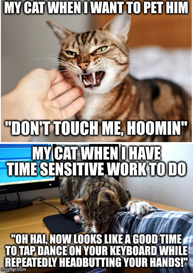 MY CAT WHEN I WANT TO PET HIM "DON'T TOUCH ME, HOOMIN" MY CAT WHEN I HAVE TIME SENSITIVE WORK TO DO "OH HAI, NOW LOOKS LIKE A GOOD TIME TO TAP DANCE ON YOUR KEYBOARD WHILE REPEATEDLY HEADBUTTING YOUR HANDS!" imgflip.com