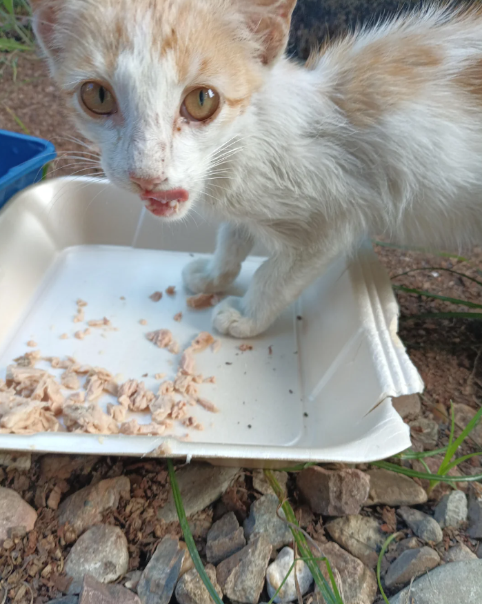 Cheezburger Image 10625727232