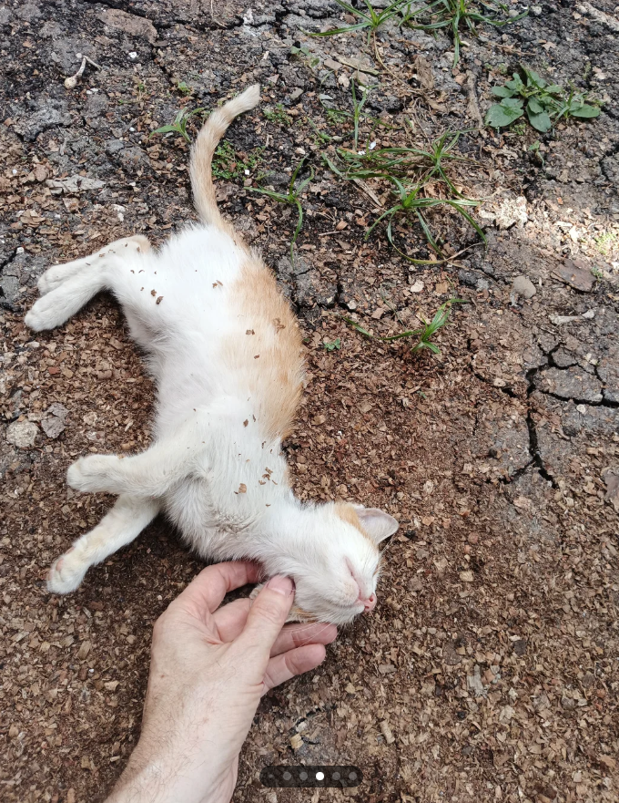 Cheezburger Image 10625727488