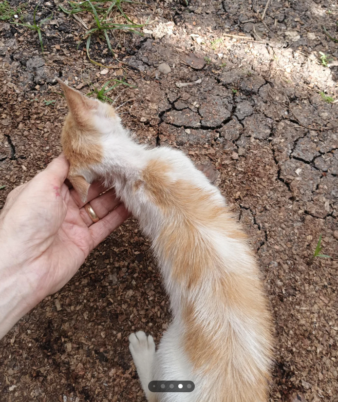 Cheezburger Image 10625727744