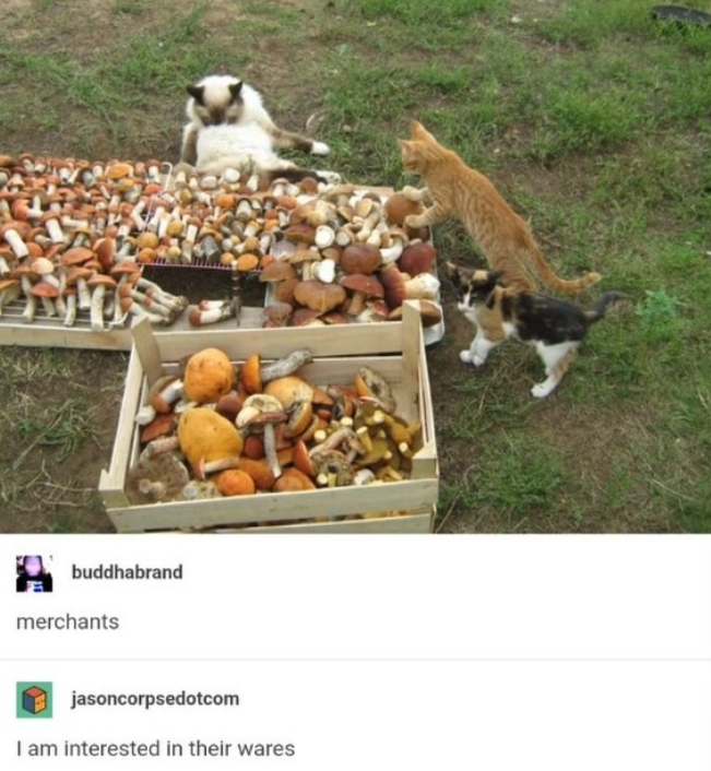 buddhabrand merchants jasoncorpsedotcom I am interested in their wares