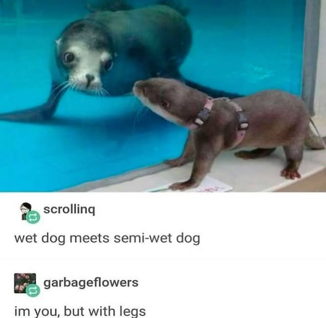 scrolling wet dog meets semi-wet dog garbageflowers im you, but with legs