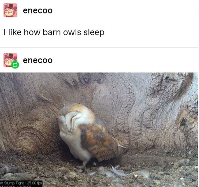 enecoo I like how barn owls sleep enecoo Im Stump Tight-25.00 fps