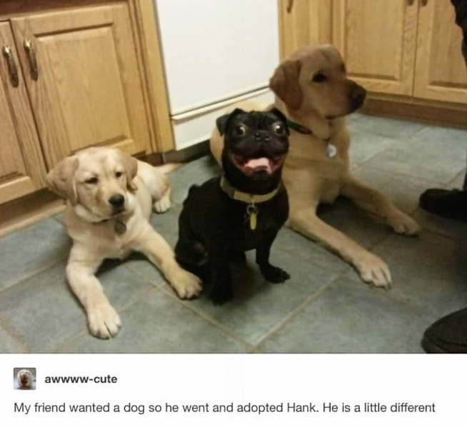 awwww-cute My friend wanted a dog so he went and adopted Hank. He is a little different