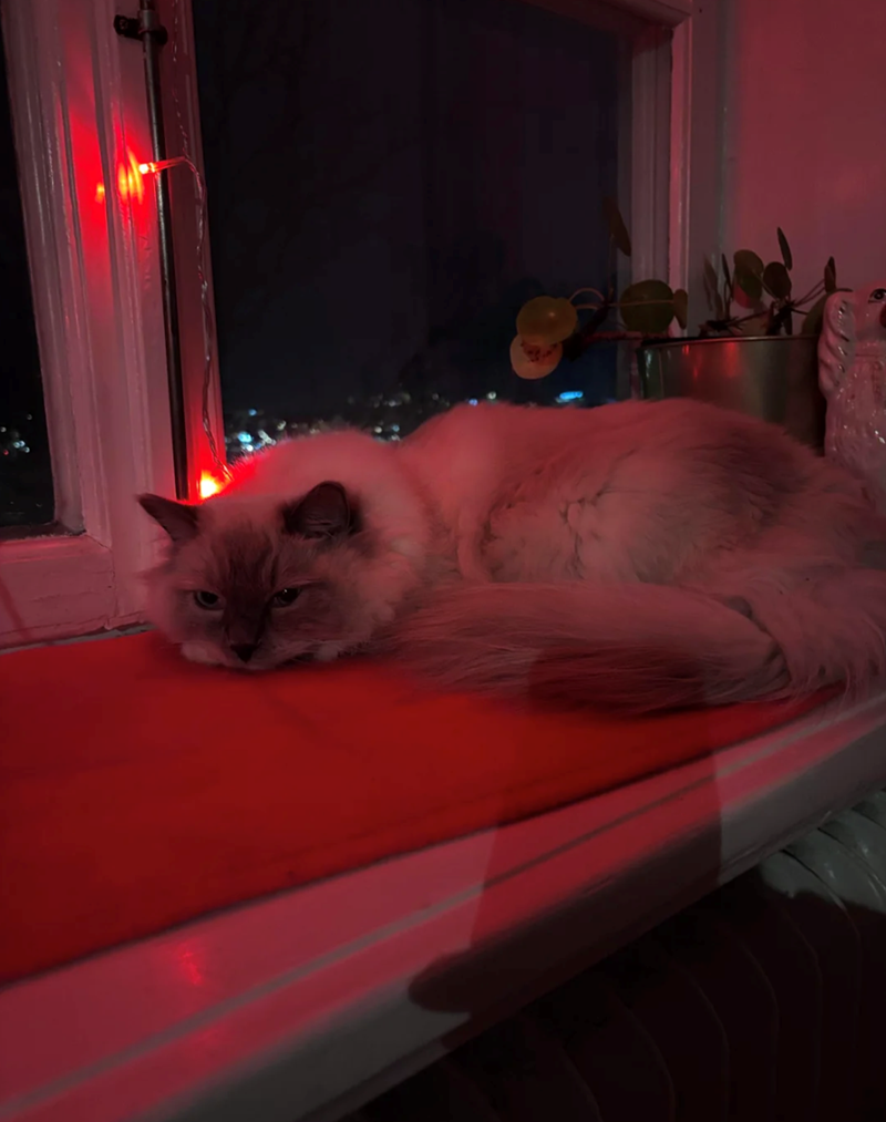 Cheezburger Image 10625766144