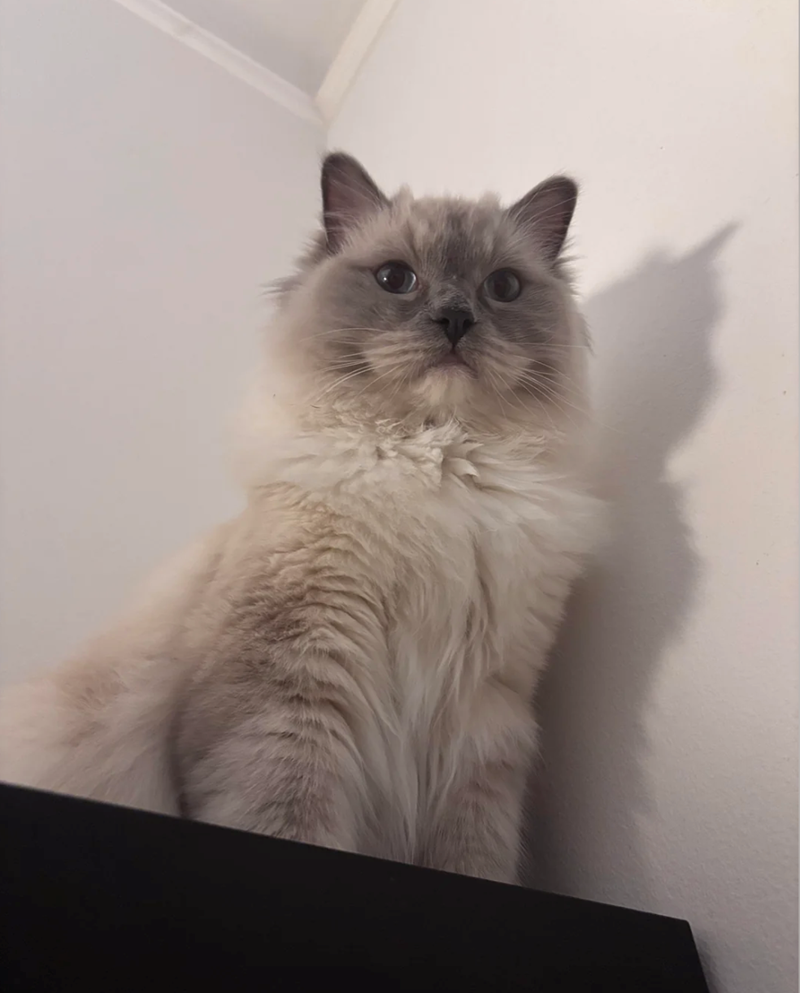 Cheezburger Image 10625766912