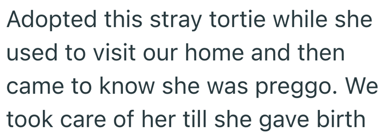 Adopted this stray tortie while she used to visit our home and then came to know she was preggo. We took care of her till she gave birth