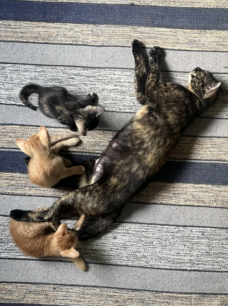 Cheezburger Image 10625769984