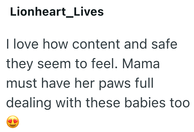 Lionheart_Lives I love how content and safe they seem to feel. Mama must have her paws full dealing with these babies too