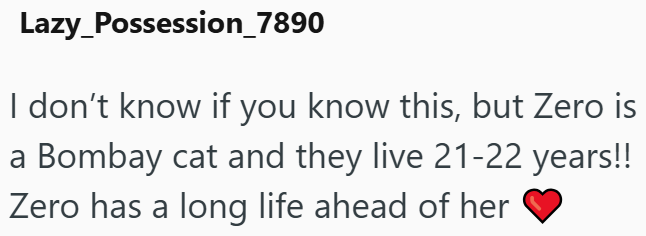 Lazy_Possession_7890 I don't know if you know this, but Zero is a Bombay cat and they live 21-22 years!! Zero has a long life ahead of her