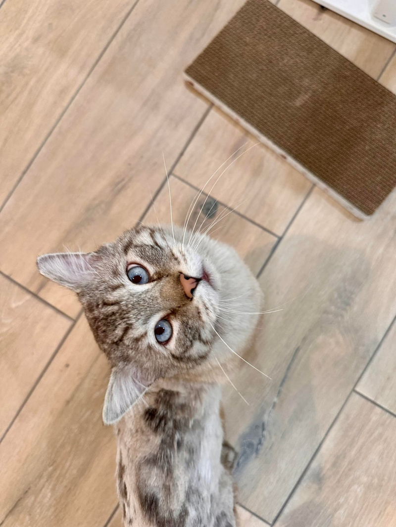 Cheezburger Image 10625780224