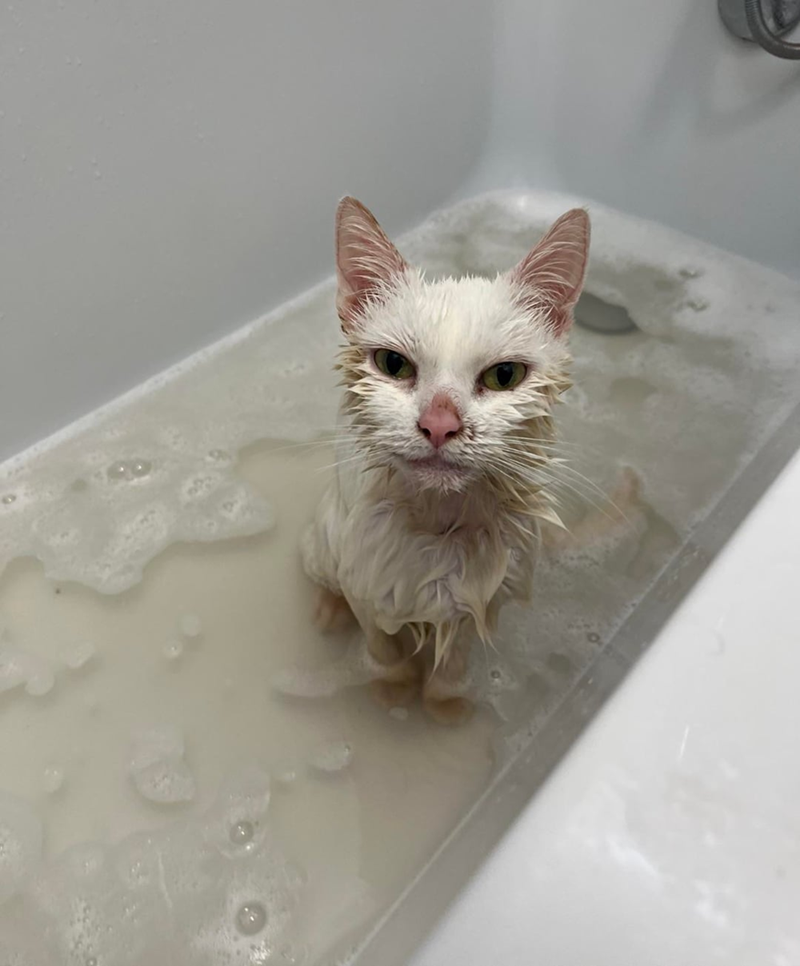 Cheezburger Image 10625780736