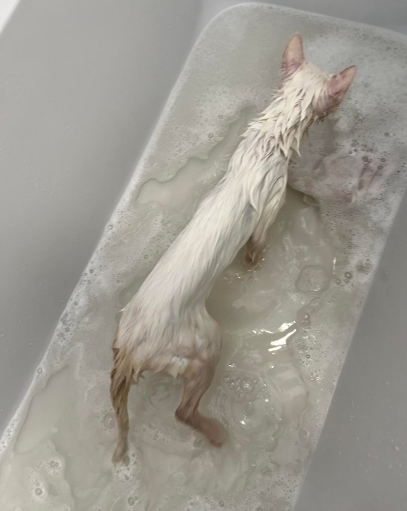 Cheezburger Image 10625781248