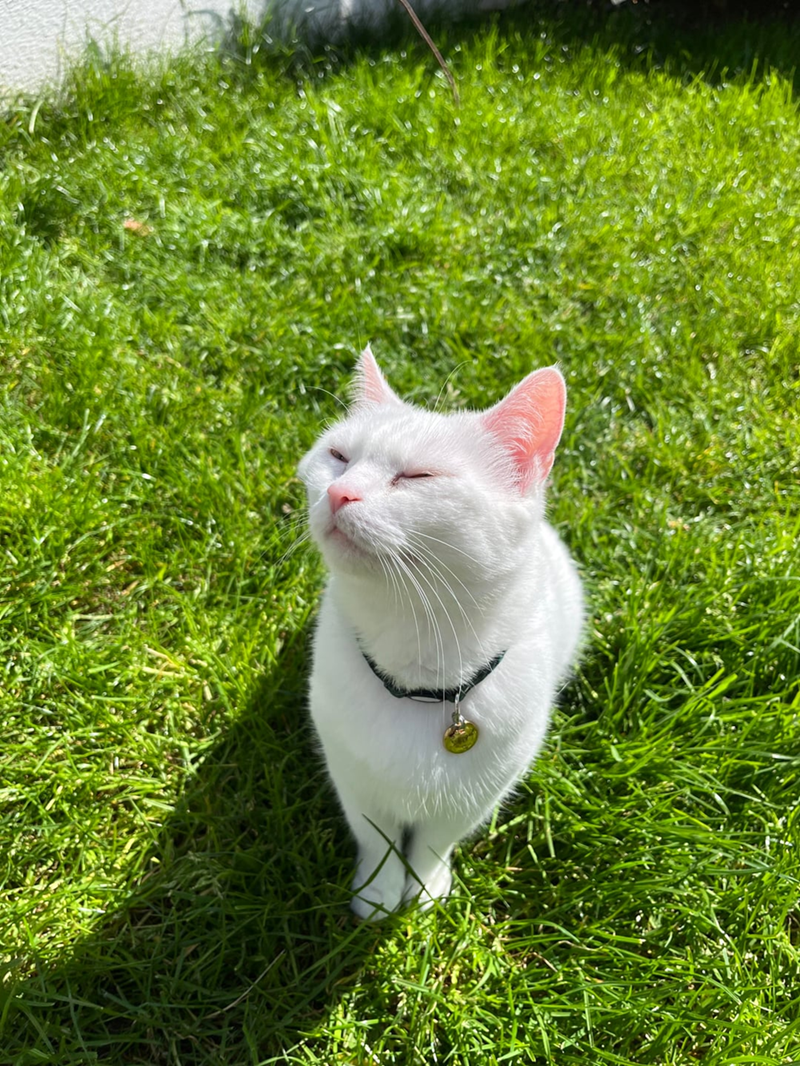 Cheezburger Image 10625782016