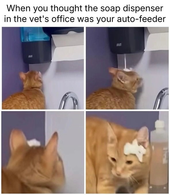 When you thought the soap dispenser in the vet's office was your auto-feeder