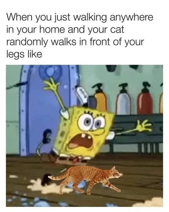 When you just walking anywhere in your home and your cat randomly walks in front of your legs like