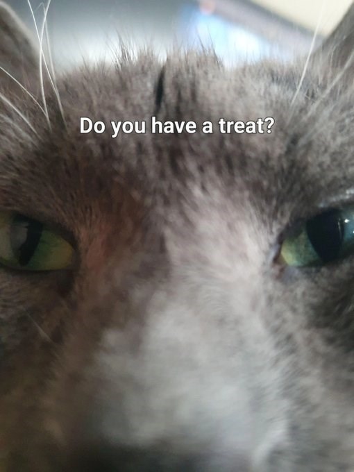 Do you have a treat?