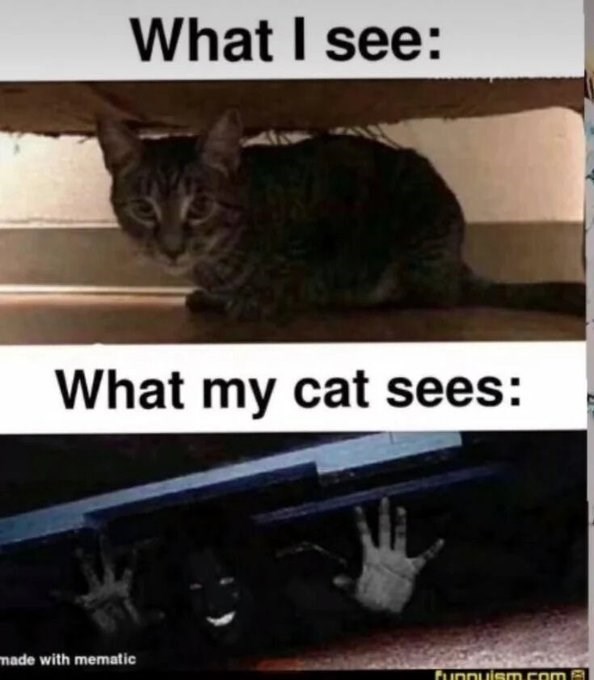 What I see: What my cat sees: made with mematic funnuism.com
