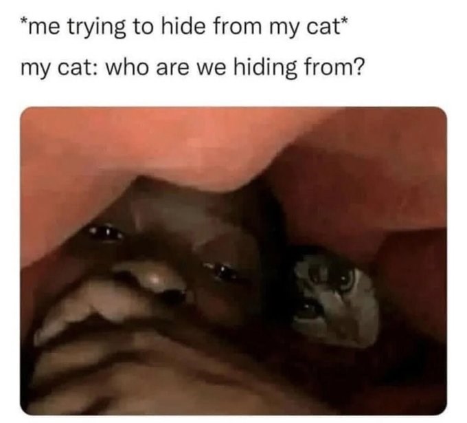 *me trying to hide from my cat* my cat: who are we hiding from?