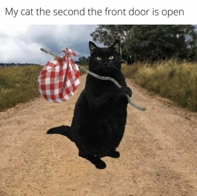 My cat the second the front door is open