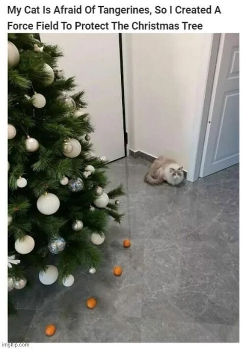 My Cat Is Afraid Of Tangerines, So I Created A Force Field To Protect The Christmas Tree imgilip.com