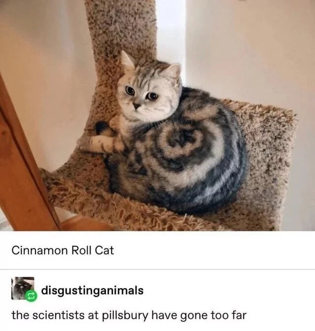 Cinnamon Roll Cat disgustinganimals the scientists at pillsbury have gone too far